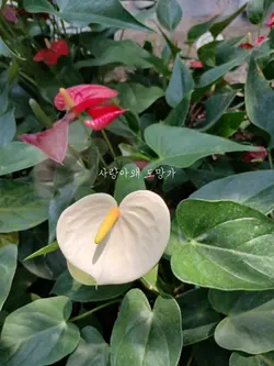 영상 이거 5일 동안 편집 했음