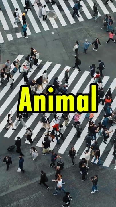 Animal | Mini Vlog