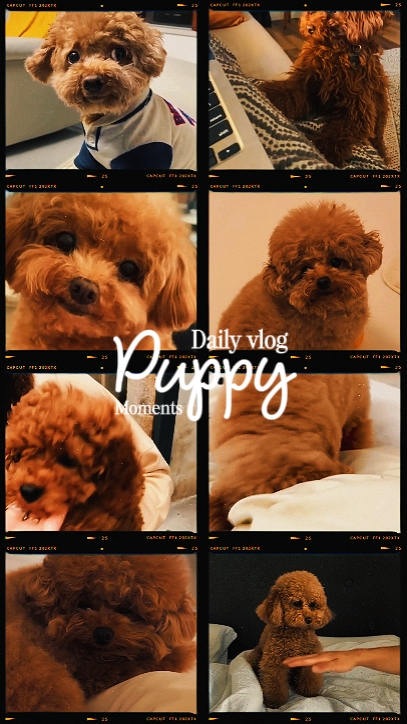 Momentos diarios de cachorro