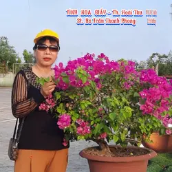 TÌNH HOA GIẤY