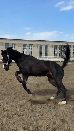 Horse Slowmo🫶