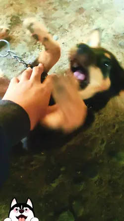 CUTE DOG TIMELAPSE