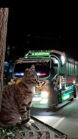 kucing kaget