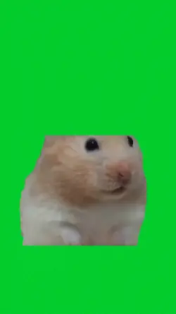 mouse