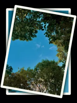 6Pic Aesthetic Trend