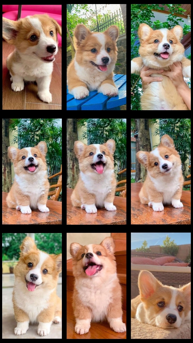 collage photos