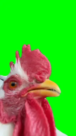 Chicken rapping Meme