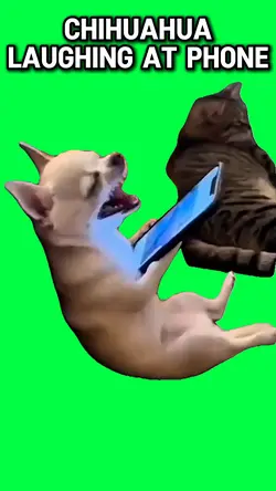 CHIHUAHUA LAUGHING