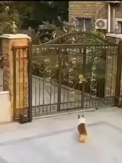 Use dog brain 