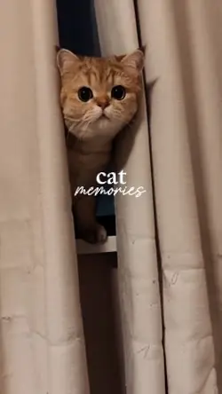 cat memories