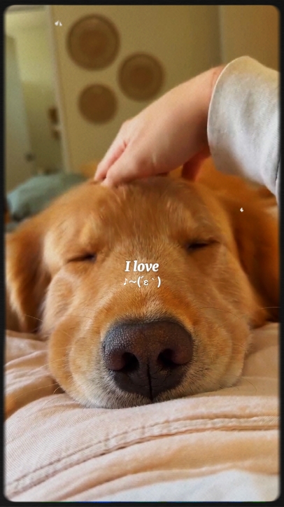 Amo a mi perro