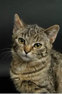 แมวร้องเพลง