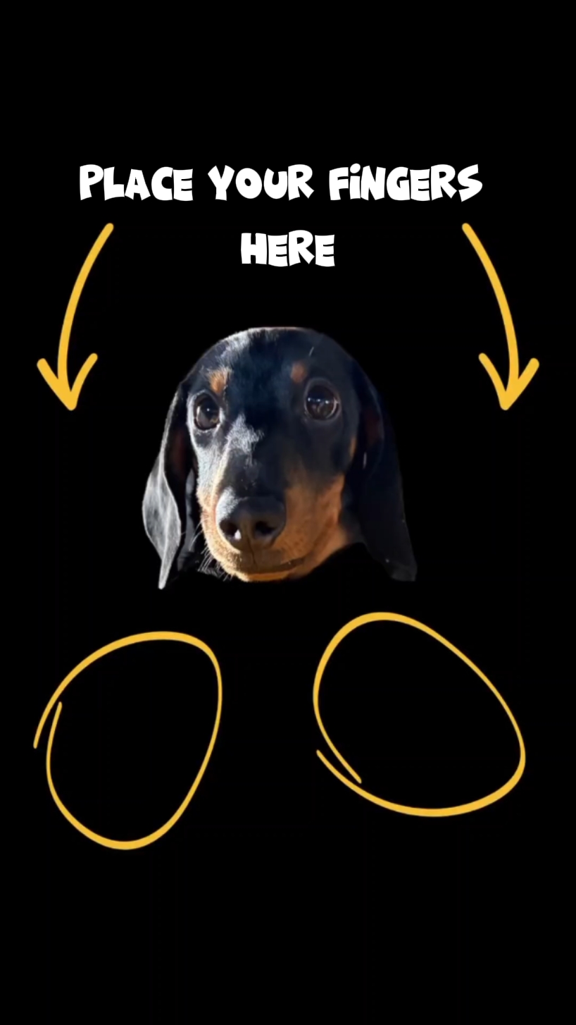 Lustiges Hunde-Meme