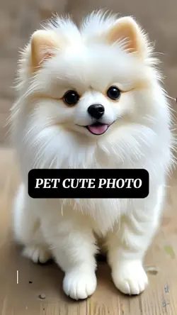 PET CUTE PHOTO
