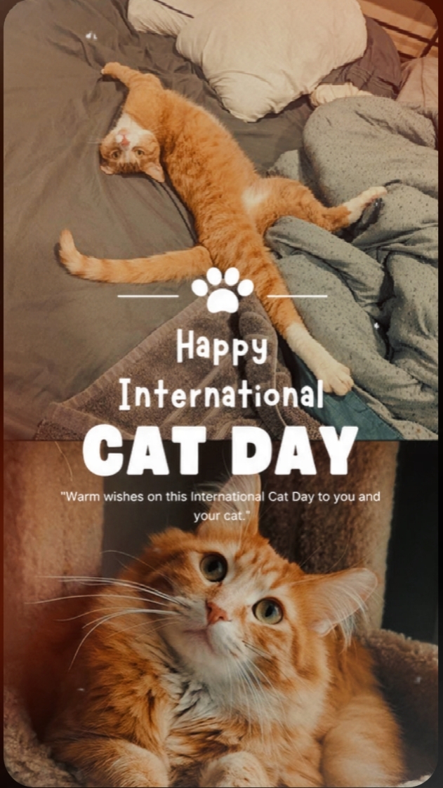 Journée du chat 2026