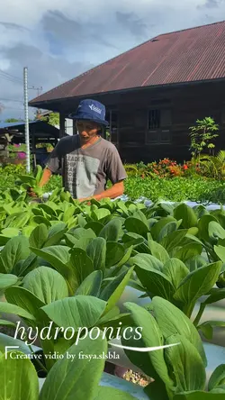 Hidroponik