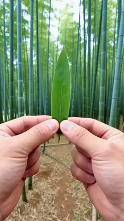 mẫu biến hình 01