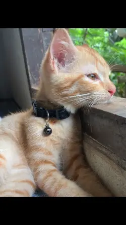 ไลฟ์โฟโต้