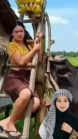 kerbau sapi ngakak