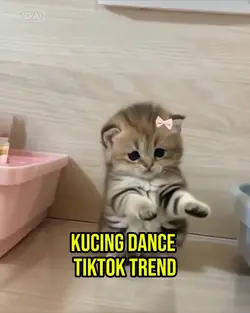 Kucing Dance Tiktok