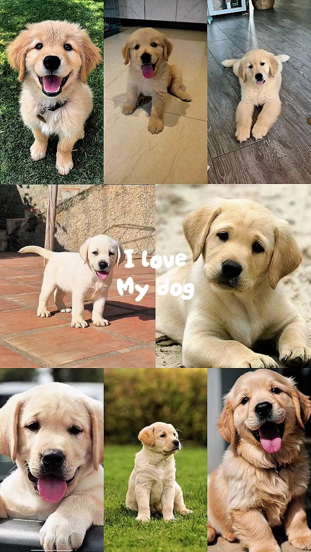 Ich liebe meinen Hund