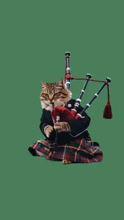 cat bagpipes 