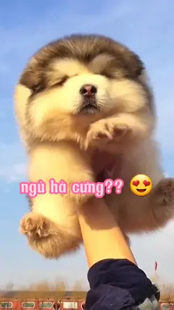 chó, cún,động vật 