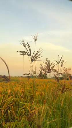 Suasana Senja
