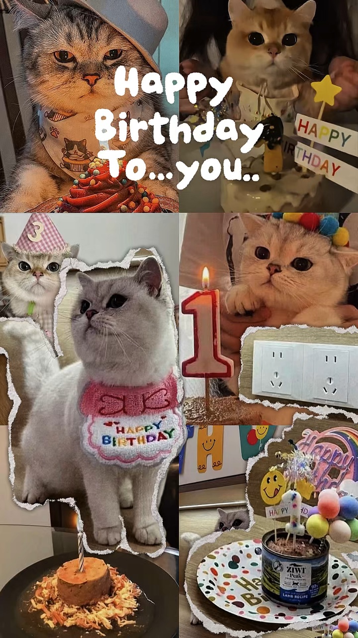 Birthday Cat