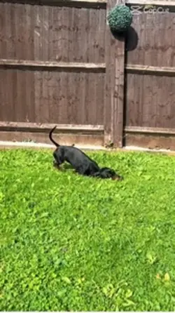 Dog Edit ❤️❤️❤️