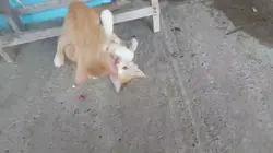 pelea de gatitos