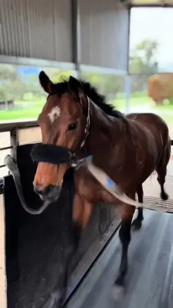 Racehorse 