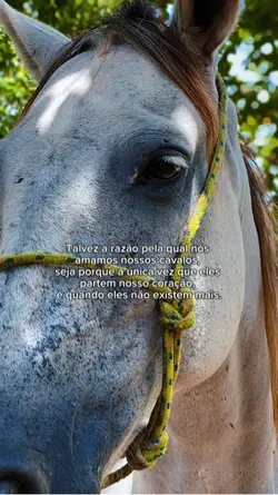Cavalos
