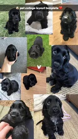 pet collage