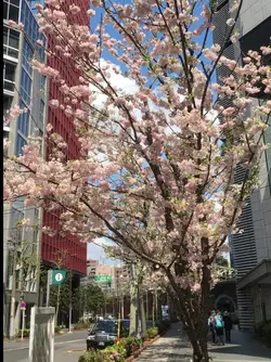 cinema pulang kmpung