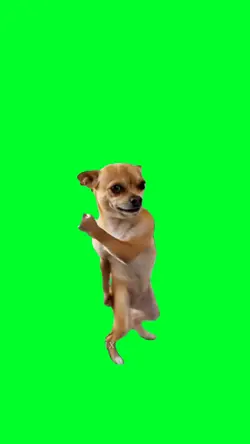 Karate doggy