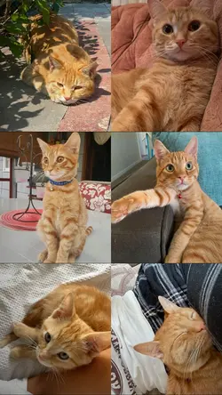 cute cats