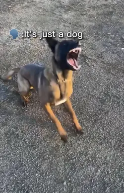 It‘s just a dog