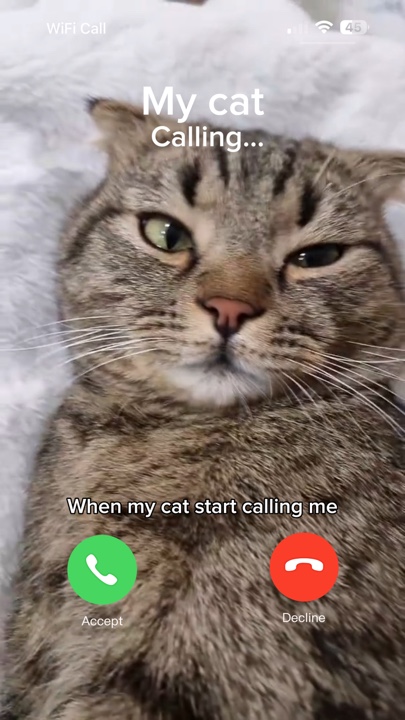 My cat 