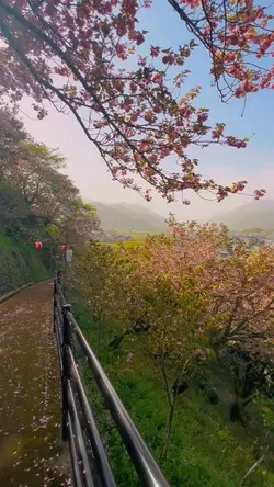 桜が咲く頃