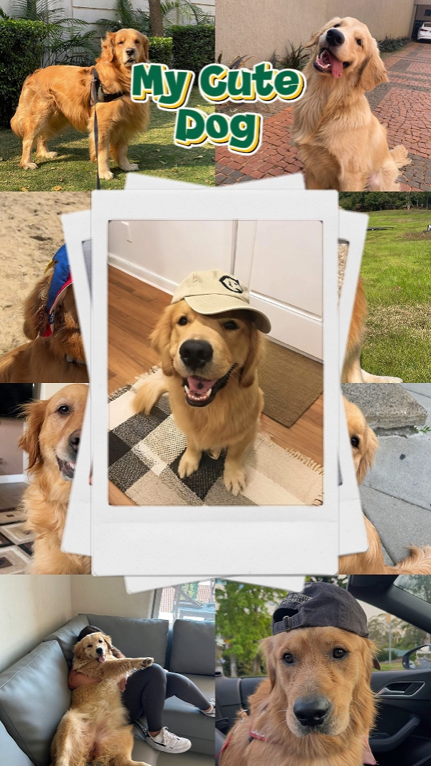 Süßer Hund