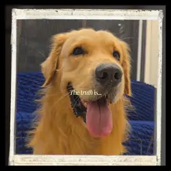 pet loss