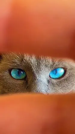 ocean eyes trend cat