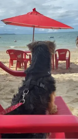 Não mexa com meu pet