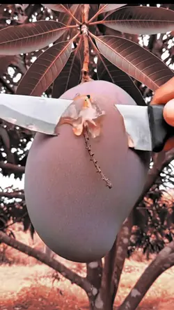 nice mango 