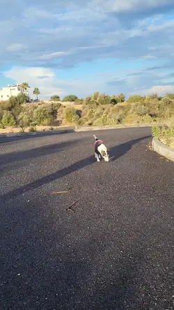 jack russell terrier