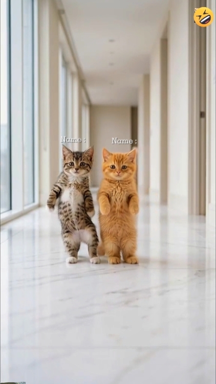 Lindo gato