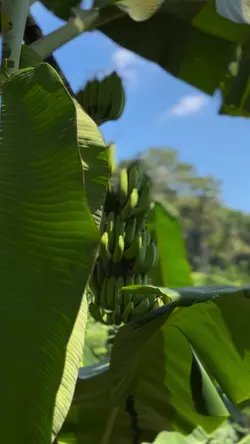 sinematik 4klip blur