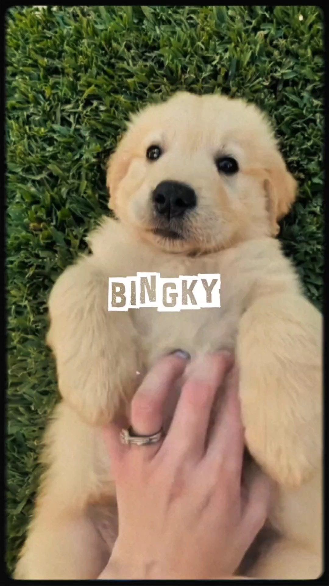 Mi Perro Bingky