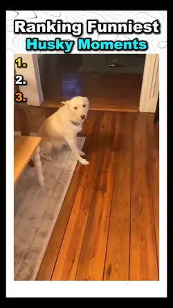 husky moments